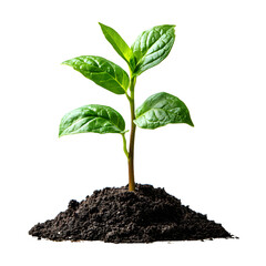 New Life, New Beginnings: A vibrant green sapling, symbol of growth and renewal, emerges from rich fertile soil.  