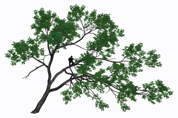 Top-down view, lush green tree, aerial perspective, circular shape, detailed foliage, branching structure, isolated on white background, botanical illustration, high resolution, photorealistic, symmet