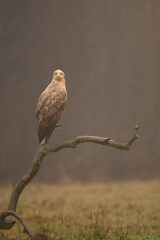 White tailed eagle - haliaeetus albicilla - on perch at dark background. Photo from Białowieża Forest in Poland. Vertical.