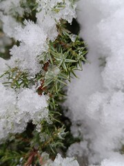 snowy pine needles