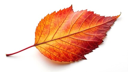 autumn leaf isolated on white