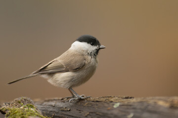 Marsh tit - Poecile palustris palustris perched at dark brown background. Photo from Białowieża Forest Poland.