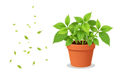 Obraz premium Potted green plant with falling leaves on white background