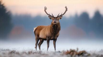 Majestic Stag Standing Proudly in Misty Landscape at Dawn