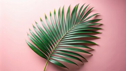 Fototapeta premium A single palm frond with vibrant green leaves against a soft pink backdrop, showcasing the delicate beauty of tropical flora.