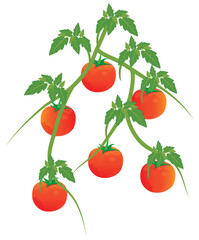 isolated tomato plant on white background vector design
