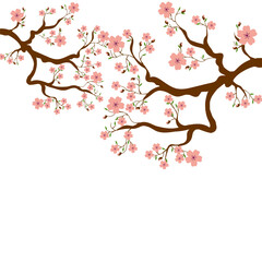 blooming sakura branches on a white background