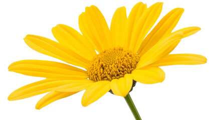 Vibrant yellow daisy blooming with transparent background