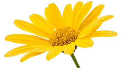 Vibrant yellow daisy blooming with transparent background