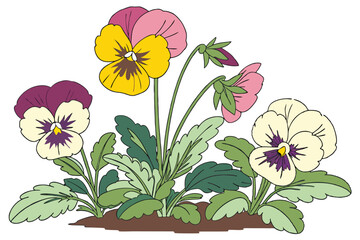  Vibrant pansies, colorful flower bed, lush green foliage, mixed pansy varieties, springtime garden display, bright floral arrangement, multicolored blooms, botanical photography, isolated on white ba
