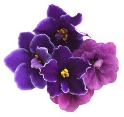 Obraz premium Violets