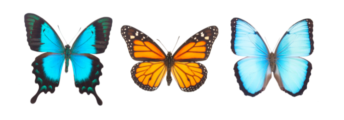 Blue morpho monarch and Sea Green Swallowtail butterflies