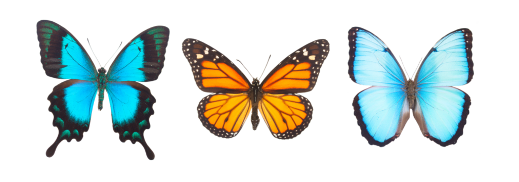 Blue morpho monarch and Sea Green Swallowtail butterflies