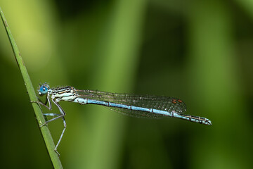 Close-up of a blue feather dragonfly (Platycnemis pennipes) covered with dewdrops. The insect is photographed from the side. The dragonfly is sitting on a blade of grass. There is space for text.