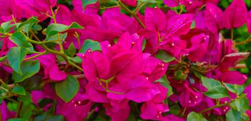 Blossom, flowers and environment with plant in nature for growth, sustainability and spring season. Botany, flora and foliage with garden meadow in countryside for ecology, field and park reserve