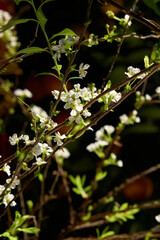 there is a small white flower on a tree branch