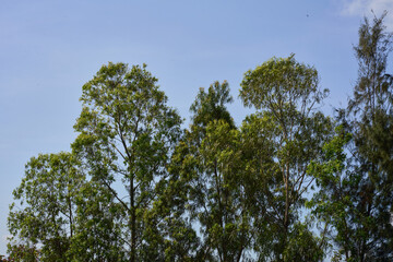 Fototapeta premium trees with green leaves and a blue sky in the background