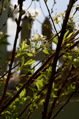 there is a bird sitting on a tree branch with white flowers