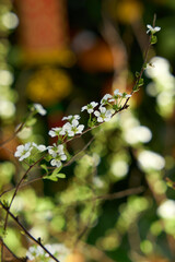 there is a small white flower on a branch in the woods
