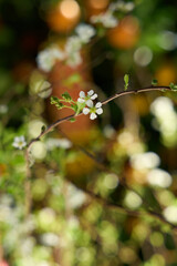 there is a small white flower on a branch in the woods