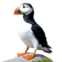 Naklejka premium Puffin Bird isolated on transparent background
