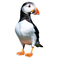 Naklejka premium Puffin Bird isolated on transparent background