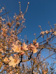 spring blossoms against blue sky