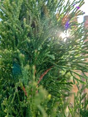 Lush greenery, golden sunlight, and serene landscapes—each photo captures the timeless beauty and quiet magic of the natural world.