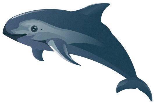 Vaquita (phocoena sinus)