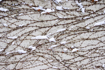 Tangled ivy vines on a wall dusted with snow, creating an intricate natural winter pattern ideal for backgrounds or abstract designs. Closeup of bare climbing plants covered in snow,