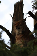 Lynx