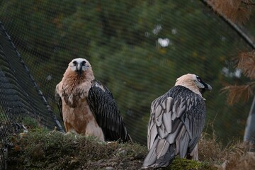 eagle in the zoo