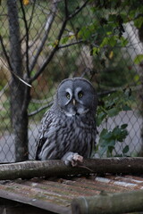 great grey owl