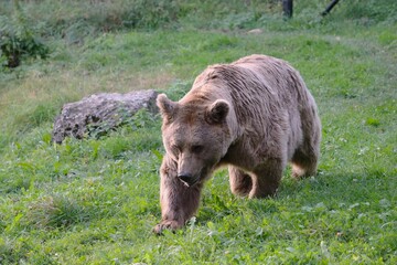 brown bear in the forest
