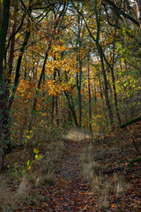 Fototapeta premium Rötlich schimmerndes Herbstlaub verzaubert den Wald am südlichen Abhang der Berliner 