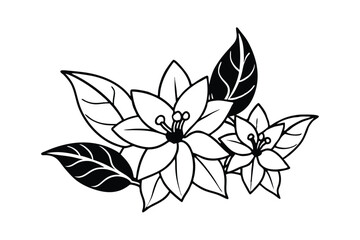 black and white flower isolated