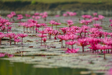 A picturesque pond adorned with vibrant red and pink water lilies, a serene snapshot of the Sundarbans in Bangladesh. This natural wonder is a testament to the region's lush biodiversity and beauty.
