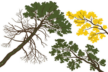 Aerial view of trees, diverse tree species, top-down perspective, circular tree canopies, seasonal variations, lush foliage, green and yellow leaves, detailed branch structure, nature from above, fore