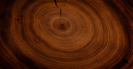 Rich brown dark texture of end grain of wood slab. Tree rings art with texture and smooth surface.