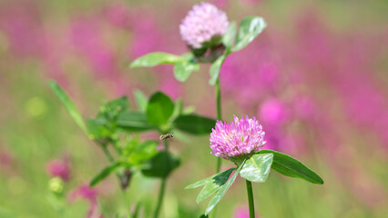 bee at work on clover flower collecting pollen. bright delicate pink clover flower, honey bee. macro nature, wild wildflower, useful insect, spring or summer sunny day, close-up. natural background