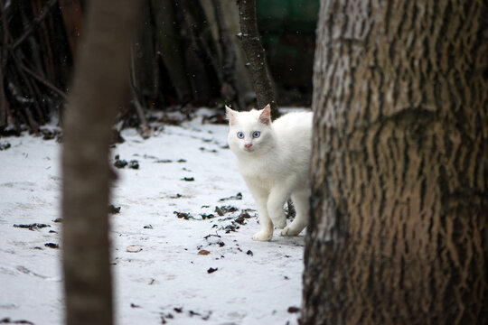 white cat in the snow on a cold winter day. beautiful fluffy white cat. home animal, walks in the fresh air on the street. close-up, big blue eyes of an adult cat. homeless, caring for a pet - Powered by Adobe