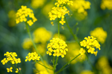 Rapeseed. Brassica napus. are blooming in sunny summer day. yellow flower, isolated on blurred natural background. agriculture. floral background, close-up. blooms in spring. good harvest