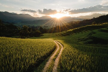 A picturesque green field cornfield in an Asian country, showcasing the beauty of agriculture at harvest time, with the sky illuminated by the setting sun