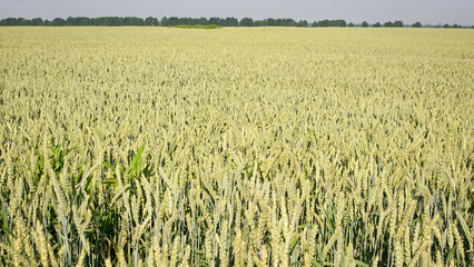 Young Wheat ears illuminated by sunlight. Gorgeous shape of the Wheat spikes. concept of a good harvest in an agricultural field. green spikelets. rye, close-up. natural background. selective focus