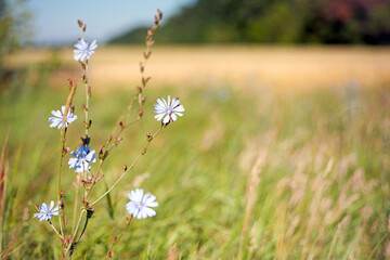 Chicory. beautiful meadow flower. Blue common chicory flower isolated on light blurred natural...
