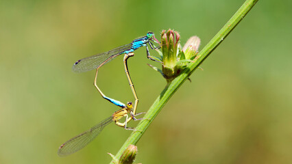 Coenagrion puella. two dragonflies on a green branch, place for text. a pair of dragonflies mate in a bright and green natural environment. close-up. light green background. blue and yellow dragonfly