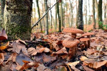 Agaricales. mushrooms in the autumn forest in the leaves. Group Armillaria fungus, in autumn forest background. mushrooms, in a forest or park. beautiful autumn background. close-up