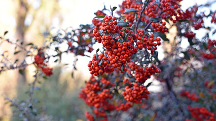 Mountain rowan ash branch berries on blurred background. Autumn harvest still life scene. Soft...