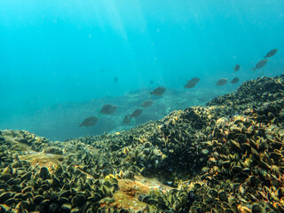 Mussels underwater on a rock on the sea shore, natural scene in mediterranean sea, Black mussels...