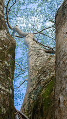 Fototapeta premium tree in Hawaii